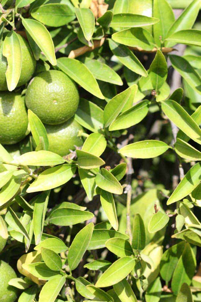              Sun leaves (Riverside, CA)       